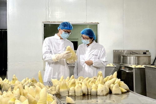 搶鮮出海 畬鄉筍罐頭走俏西班牙，傳統食品打開國際新銷路